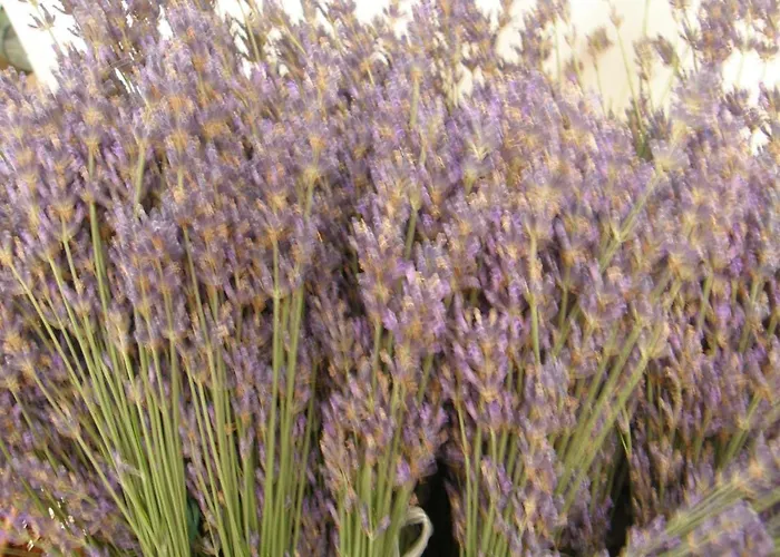 Ilona Vendeghaz Balatonszabadi Fürdőtelep